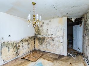 What to Look for in a Water Damage Repair Company